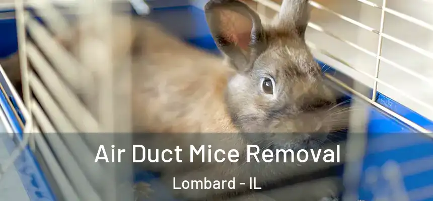  Air Duct Mice Removal Lombard - IL