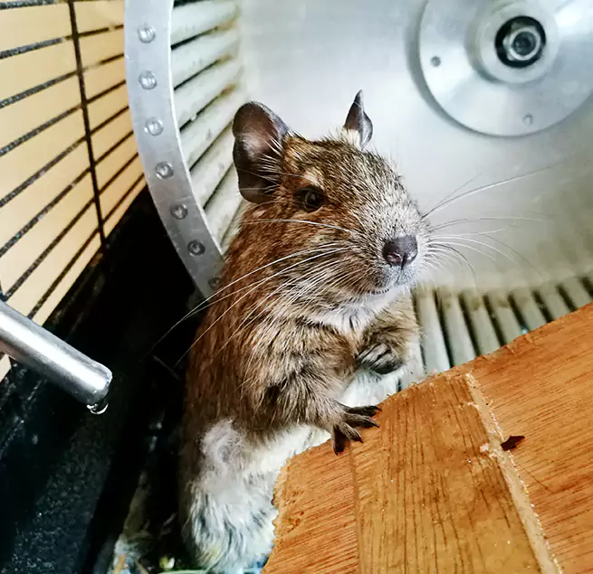 Why Homeowners & Businesses Trust Us Lombard, IL